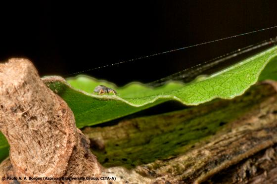 © Paulo A. V. Borges